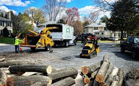 How Our Tree Care Process Works  in  Castalia, OH