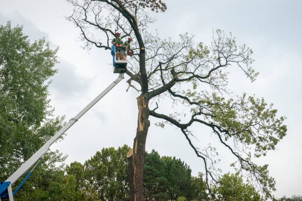 Trusted Castalia, OH Tree Care Services Experts